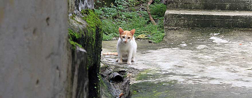 臥龍新村